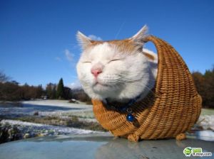 猫叔讲故事，半夜偷看酿酒秘方，结局吓人！