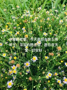 我死后5年妻子终于回心转意，当初没懂的爱